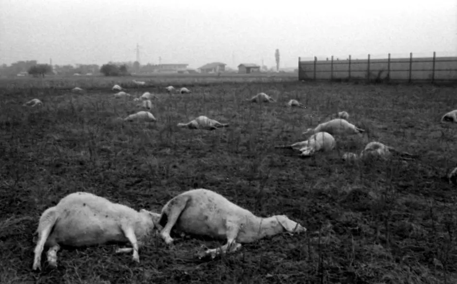 Animals dead after being exposed to toxins released during the Seveso Disaster – Worst Man-Made Disasters